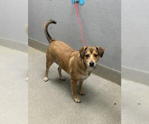 Beagle-Unknown Mix Dogs for adoption in Las Vegas, NV, USA