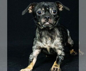 Chug Dogs for adoption in Chico, CA, USA