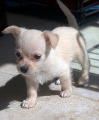 Medium Photo #1 Border Terrier-Dachshund Mix Puppy For Sale in San Diego, CA, USA