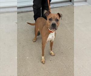 Mutt Dogs for adoption in Louisville, KY, USA