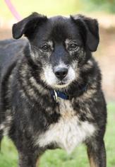 Australian Shepherd Dogs for adoption in Waterford, VA, USA