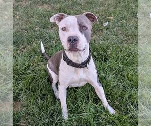 American Staffordshire Terrier-Unknown Mix Dogs for adoption in New Oxford , PA, USA