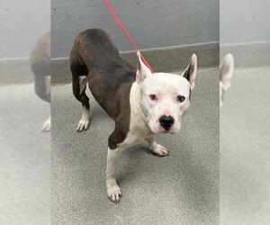Mutt Dogs for adoption in Las Vegas, NV, USA