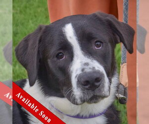 Border-Aussie Dogs for adoption in Huntley, IL, USA