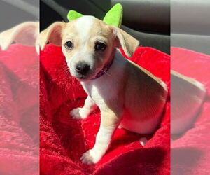 Chihuahua Dogs for adoption in San Bernardino, CA, USA