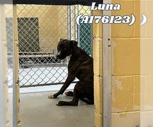 American Pit Bull Terrier-Unknown Mix Dogs for adoption in Tulsa, OK, USA