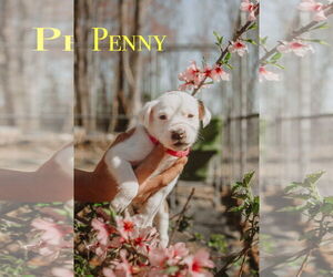 Boxer-Collie Mix Dogs for adoption in Forest, VA, USA
