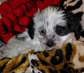 Schweenie Dogs for adoption in Colton, CA, USA