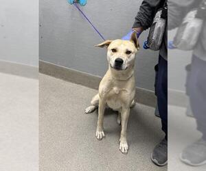 German Shepherd Dog-Unknown Mix Dogs for adoption in Las Vegas, NV, USA