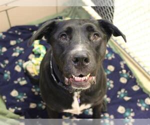 Mastador Dogs for adoption in Fort Wayne, IN, USA