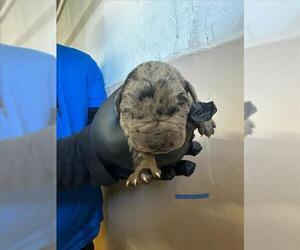 Labrottie Dogs for adoption in San Bernardino, CA, USA