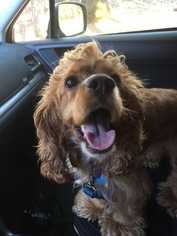 Cocker Spaniel Dogs for adoption in Livermore, CA, USA