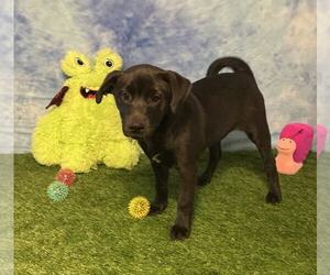 Labrador Retriever-Unknown Mix Dogs for adoption in Wetumpka, AL, USA