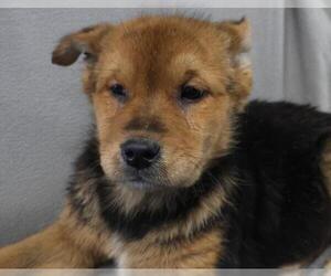 Labrador Retriever-Unknown Mix Dogs for adoption in Thief River Falls, MN, USA