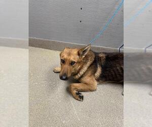 Medium Photo #1 German Shepherd Dog-Unknown Mix Puppy For Sale in Las Vegas, NV, USA