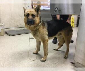 German Shepherd Dog Dogs for adoption in Riverside, CA, USA