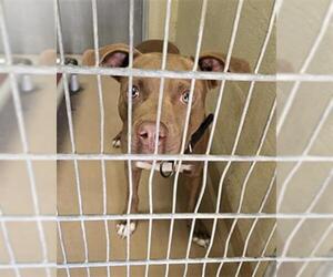 Staffordshire Bull Terrier-Unknown Mix Dogs for adoption in Texas City, TX, USA