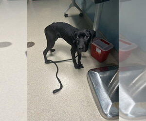 Labrador Retriever-Unknown Mix Dogs for adoption in Newton, NC, USA