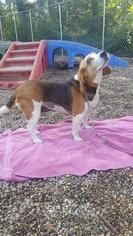 Beagle Dogs for adoption in Holland, MI, USA