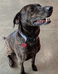 Small Mountain Cur Mix