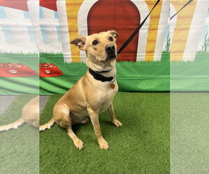 Labrador Retriever-Unknown Mix Dogs for adoption in Euless, TX, USA