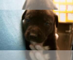 Mutt Dogs for adoption in Tulsa, OK, USA