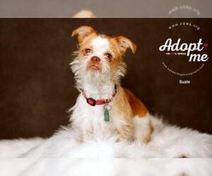 ShiChi Dogs for adoption in Salt Lake City, UT, USA