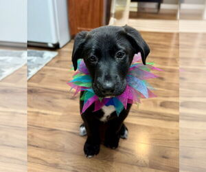 Labrador Retriever-Unknown Mix Dogs for adoption in Bellevue, WA, USA