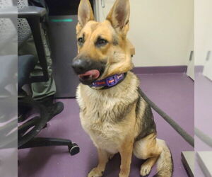 German Shepherd Dog Dogs for adoption in Long Beach, CA, USA