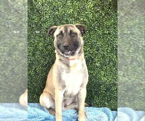 Anatolian Shepherd Dogs for adoption in Bakersfield, CA, USA