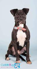 Bulloxer Dogs for adoption in Irving, TX, USA
