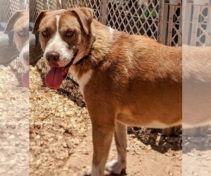 Labbe Dogs for adoption in Pena Blanca, NM, USA