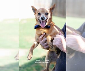 Chipin Dogs for adoption in McKinney, TX, USA