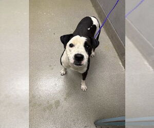 American Pit Bull Terrier-Unknown Mix Dogs for adoption in Las Vegas, NV, USA