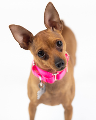 Miniature Pinscher Dogs for adoption in Kennesaw, GA, USA