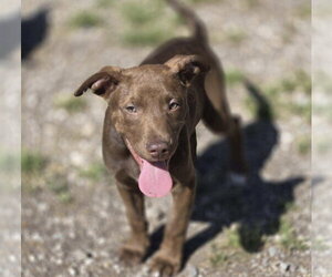 Mutt Dogs for adoption in Crandall, GA, USA