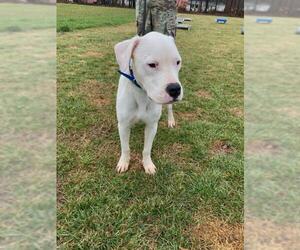 Dogo Argentino Dogs for adoption in Leonardtown, MD, USA