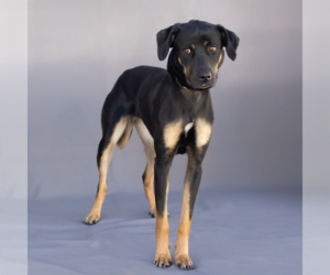 Shepradors Dogs for adoption in Pasadena, CA, USA