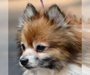Pomeranian Dogs for adoption in Vernonia, OR, USA
