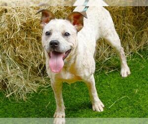 Mutt Dogs for adoption in Tallahassee, FL, USA