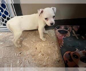 American Bulldog-Unknown Mix Dogs for adoption in Tulsa, OK, USA
