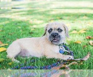 Puginese Dogs for adoption in San Diego, CA, USA