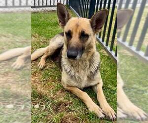 German Shepherd Dog-Unknown Mix Dogs for adoption in Riverside, CA, USA