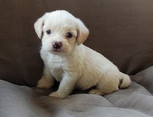 Bea-Tzu Dogs for adoption in Newnan, GA, USA