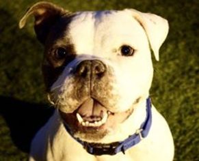 Bulldog Dogs for adoption in NYC, NY, USA