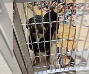 Medium Photo #1 Rottweiler Puppy For Sale in Decatur, IL, USA