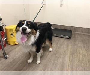 Australian Shepherd Dogs for adoption in Pasadena, CA, USA