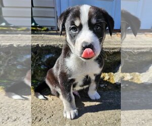 Sheprador Dogs for adoption in Rockaway, NJ, USA
