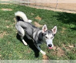 Siberian Husky Dogs for adoption in Modesto, CA, USA
