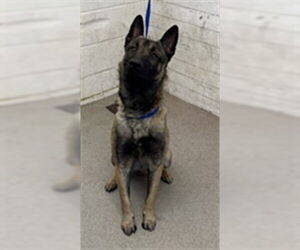 Mutt Dogs for adoption in San Bernardino, CA, USA